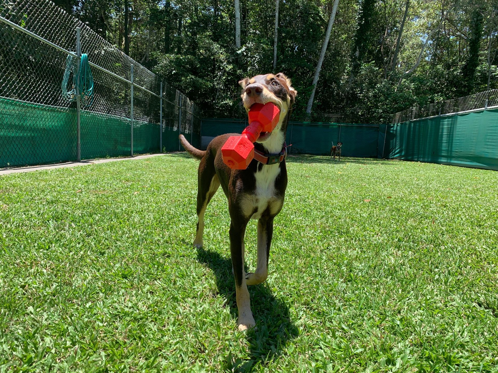 Cute Dog Biting on a Red Toy— Pet Resort in Kuranda, QLD