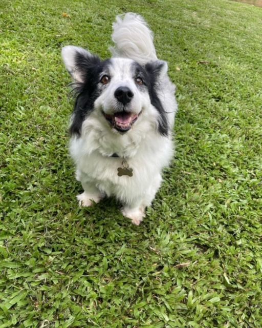 Pack of Dogs Running — Pet Resort in Kuranda, QLD