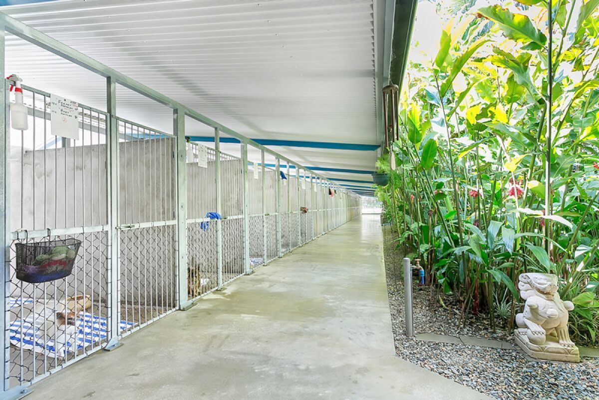 Operation for Sterilization — Pet Resort in Kuranda, QLD
