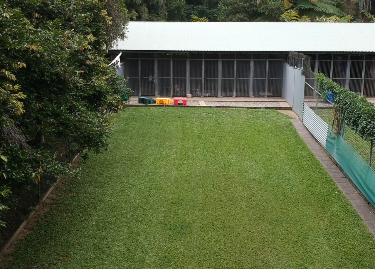 Dog Examination — Pet Resort in Kuranda, QLD