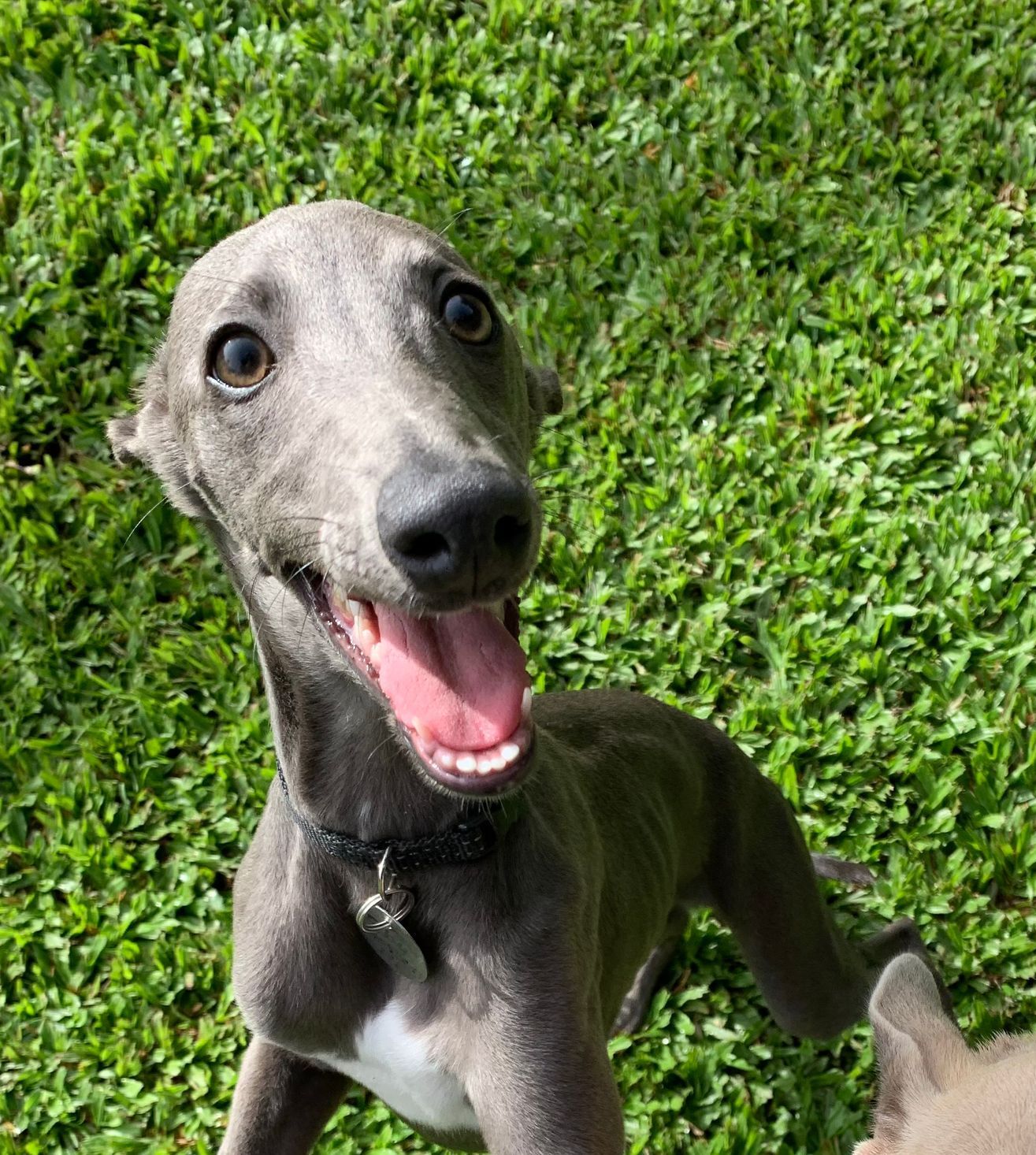 Happy Dog — Pet Resort in Kuranda, QLD