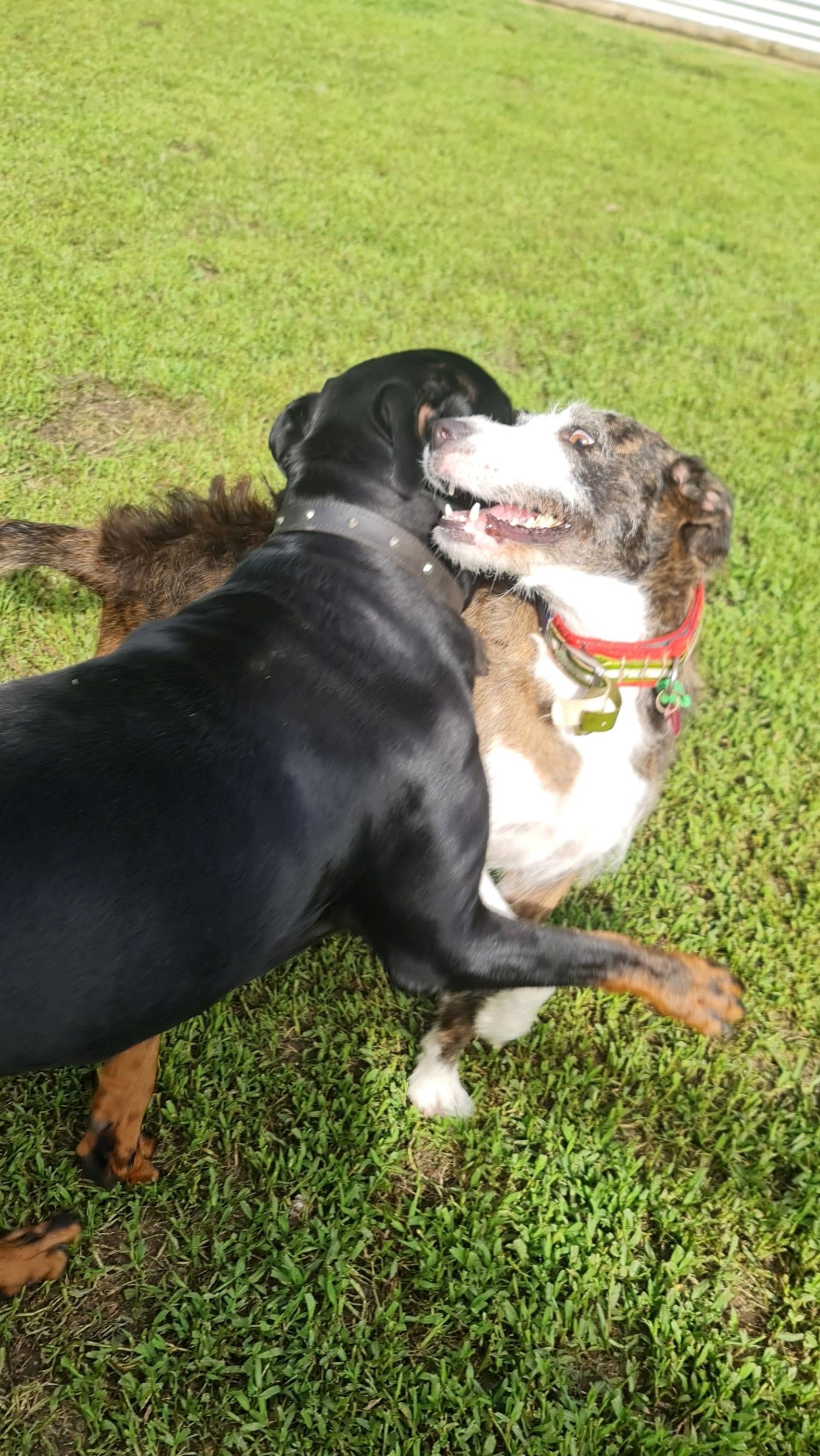 Dog in a Towel — Pet Resort in Kuranda, QLD