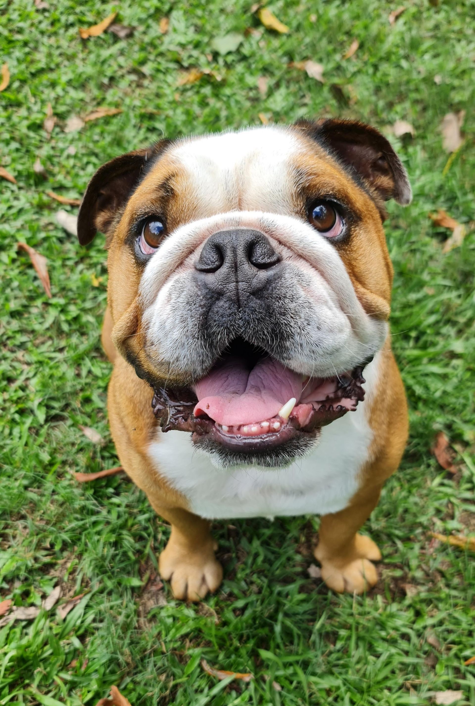Dog with Food Basket — Pet Resort in Kuranda, QLD