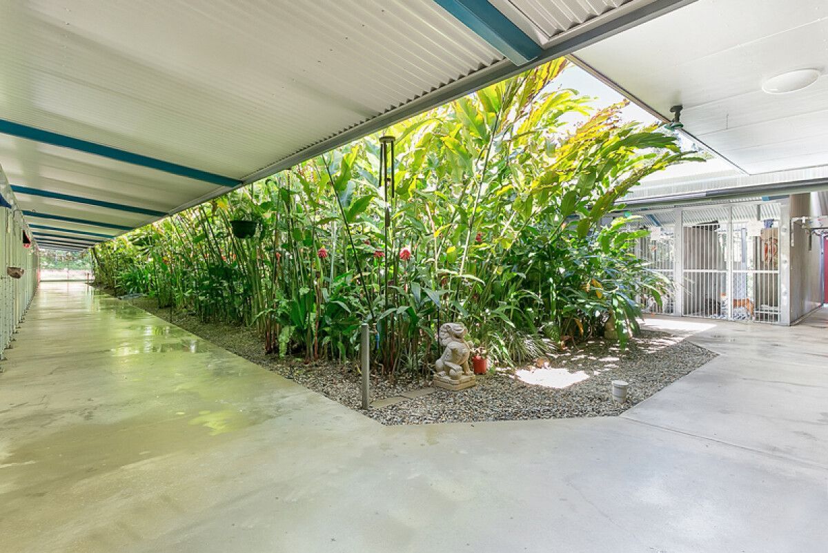 Boxer — Pet Resort in Kuranda, QLD