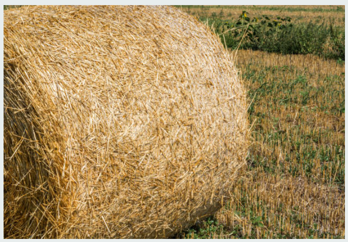 We contract with farmers for Hemp Bales