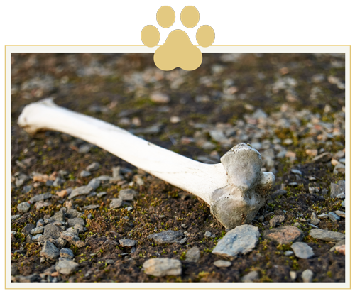 dead-animal-bone