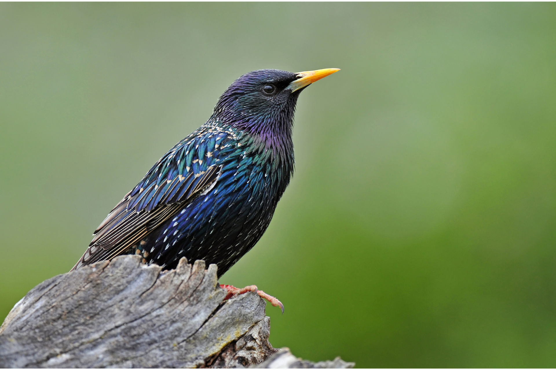 A bird with a yellow beak is perched on a tree branch.