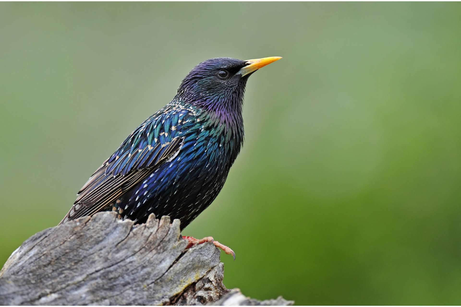 Birds Throughout History