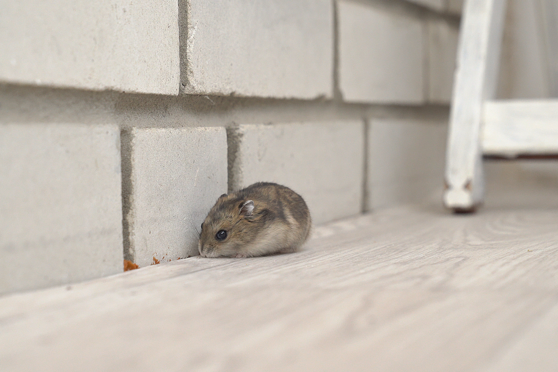 A small hamster is sitting on a wooden floor next to a brick wall.