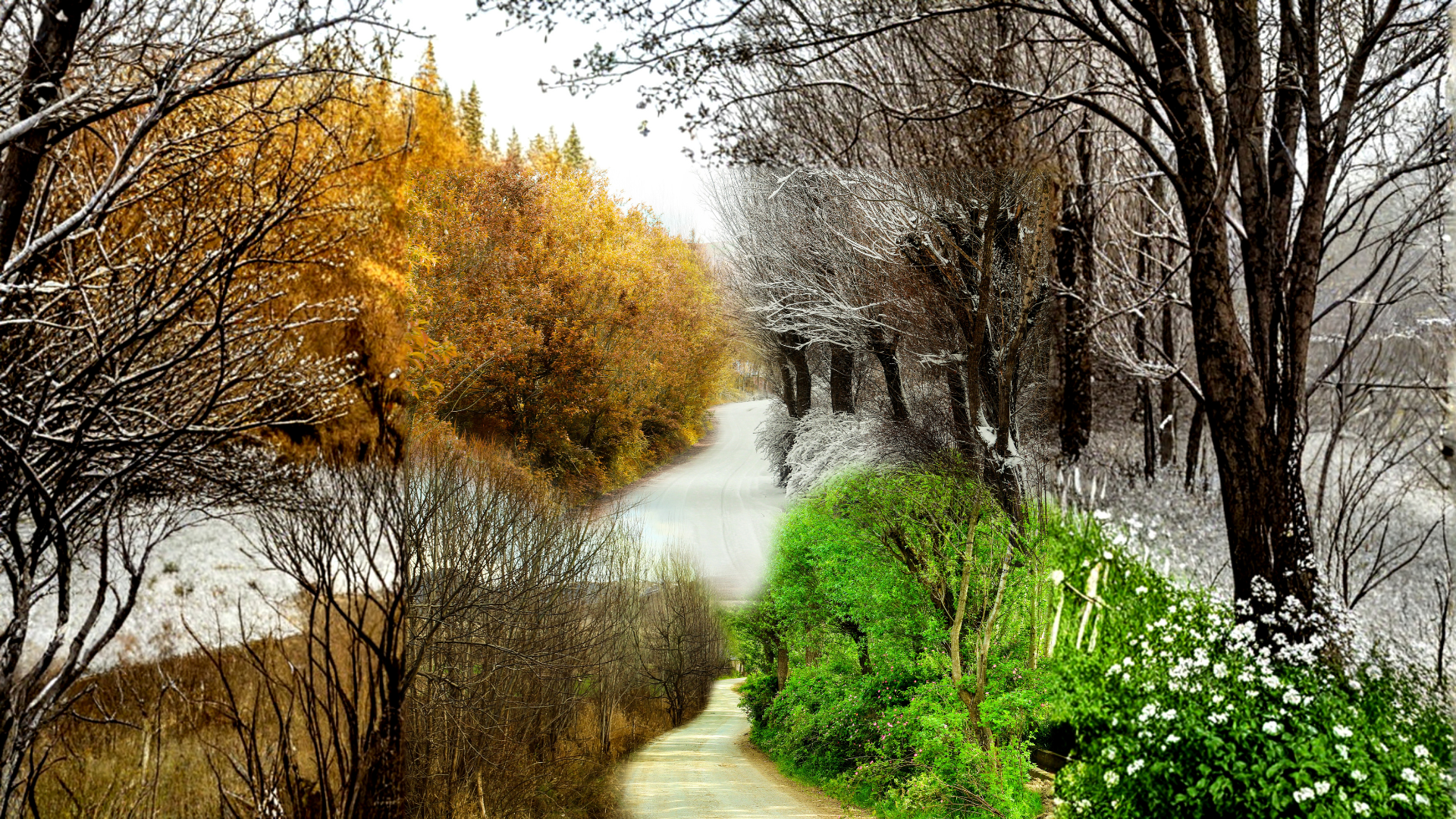 A path through four seasons: snowy winter, golden autumn, bare trees, and lush green spring.