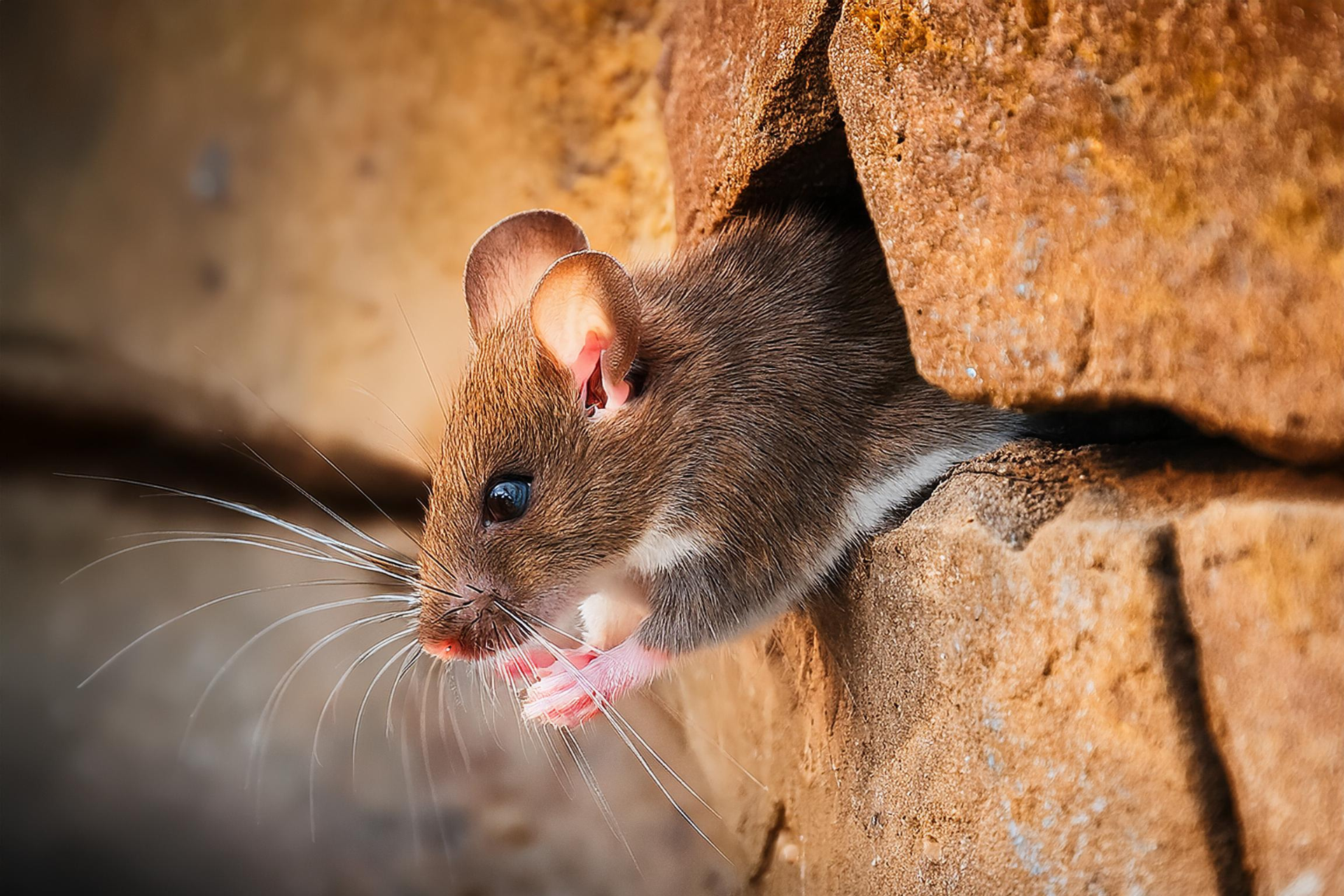 A mouse is sticking its head out of a hole in a brick wall.