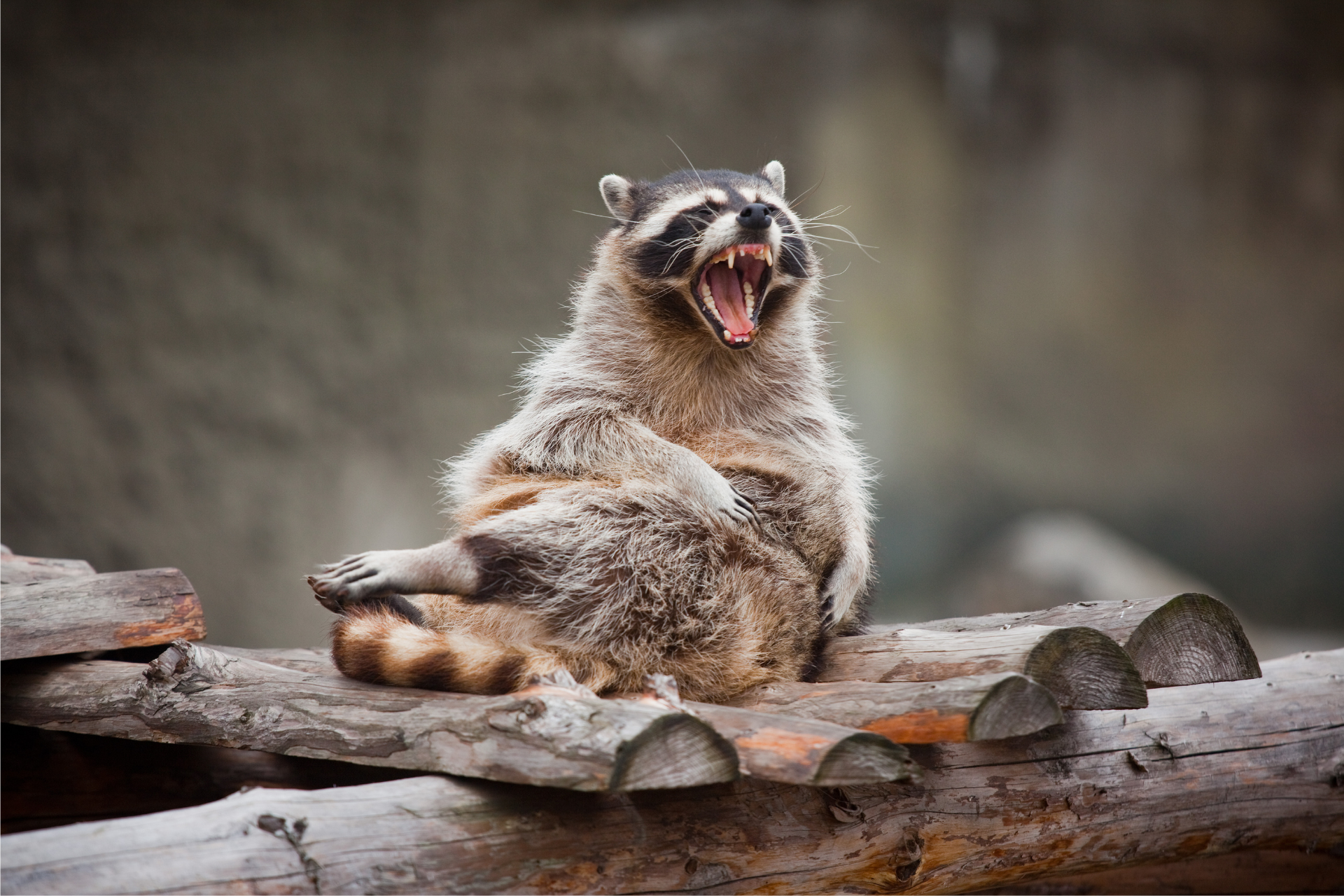 A raccoon is sitting on a log with its mouth open.