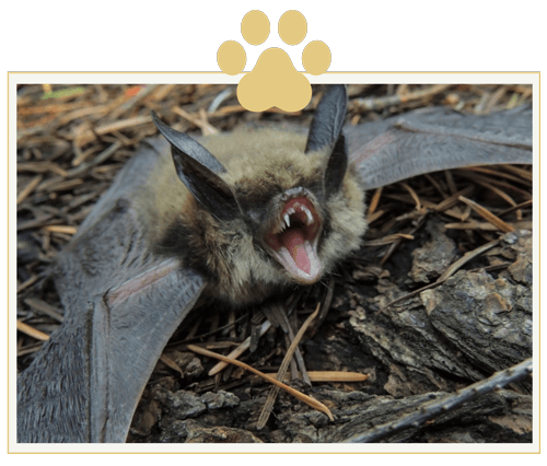 a bat is laying on the ground with its mouth open .