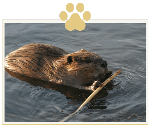 a beaver is holding a stick in its mouth while swimming in the water .