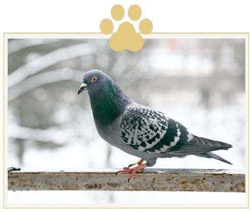 a pigeon is perched on a railing with a paw print in the background .