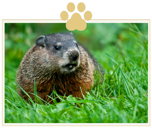 a groundhog is sitting in the grass with a paw print in the background .