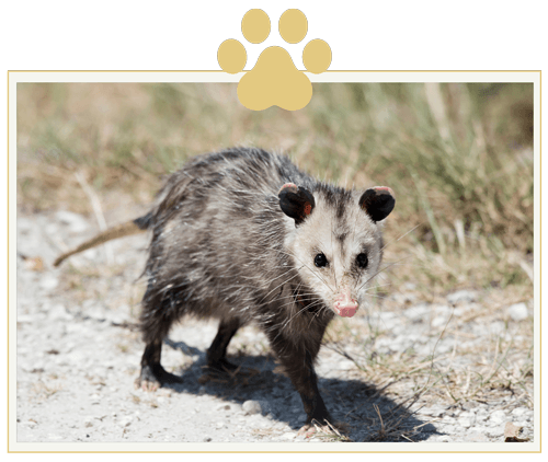a small opossum is walking down a dirt road .