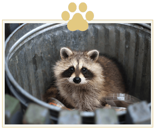 a raccoon is sitting in a trash can .