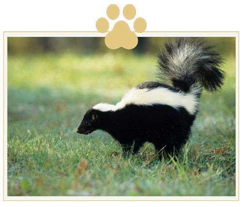 a black and white skunk is standing in the grass .