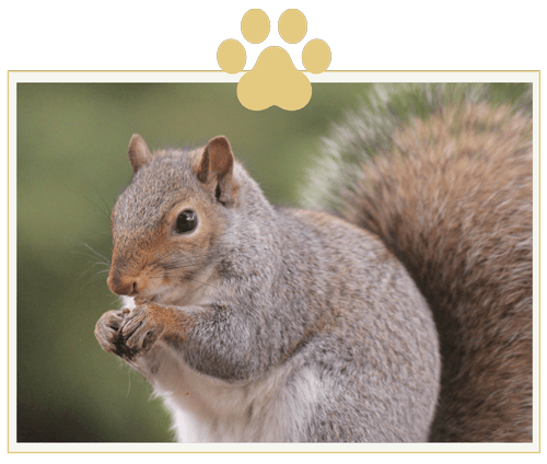 a close up of a squirrel eating a nut with a paw print in the background .