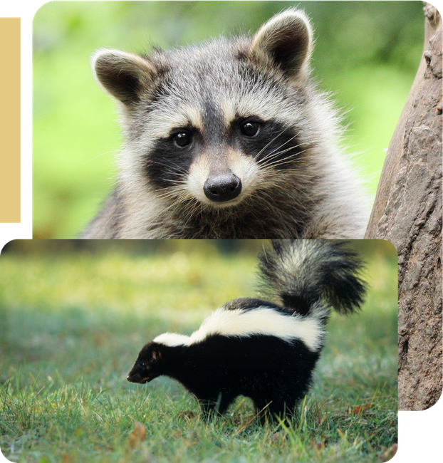 a raccoon and a skunk are standing next to each other in the grass .