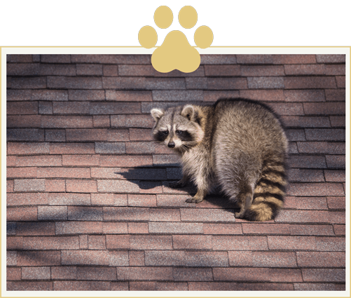 small-raccoon-on-roof