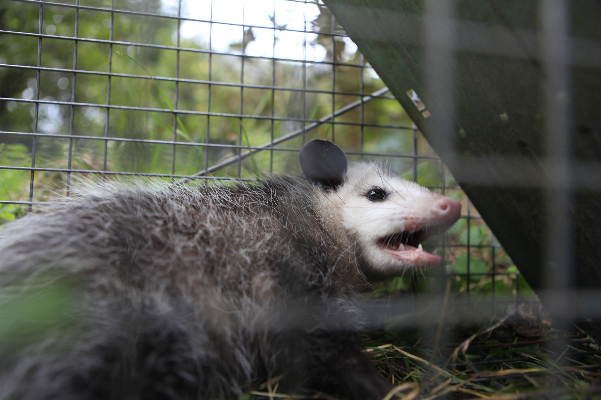 opossum-in-cage