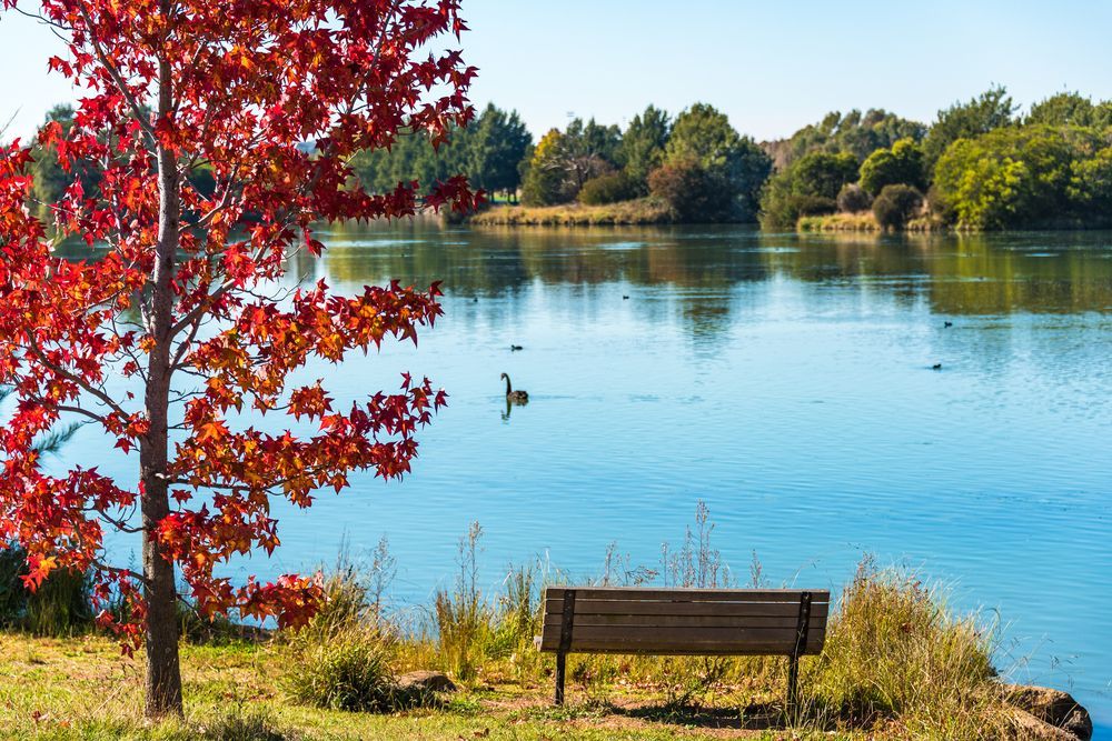 Autumn Landscape Of Gungahlin Pond Park With Red Maple Tree — Telecommunication Company In Gungahlin, ACT