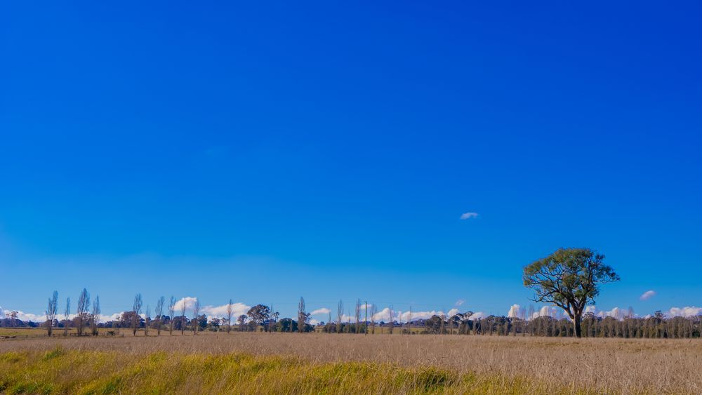 Tree In The Middle Of A Field With A Blue Sky In The Background — Telecommunication Company In Murrumbateman, ACT