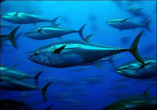 A photo of Bluefin Tuna fish swimming in the ocean