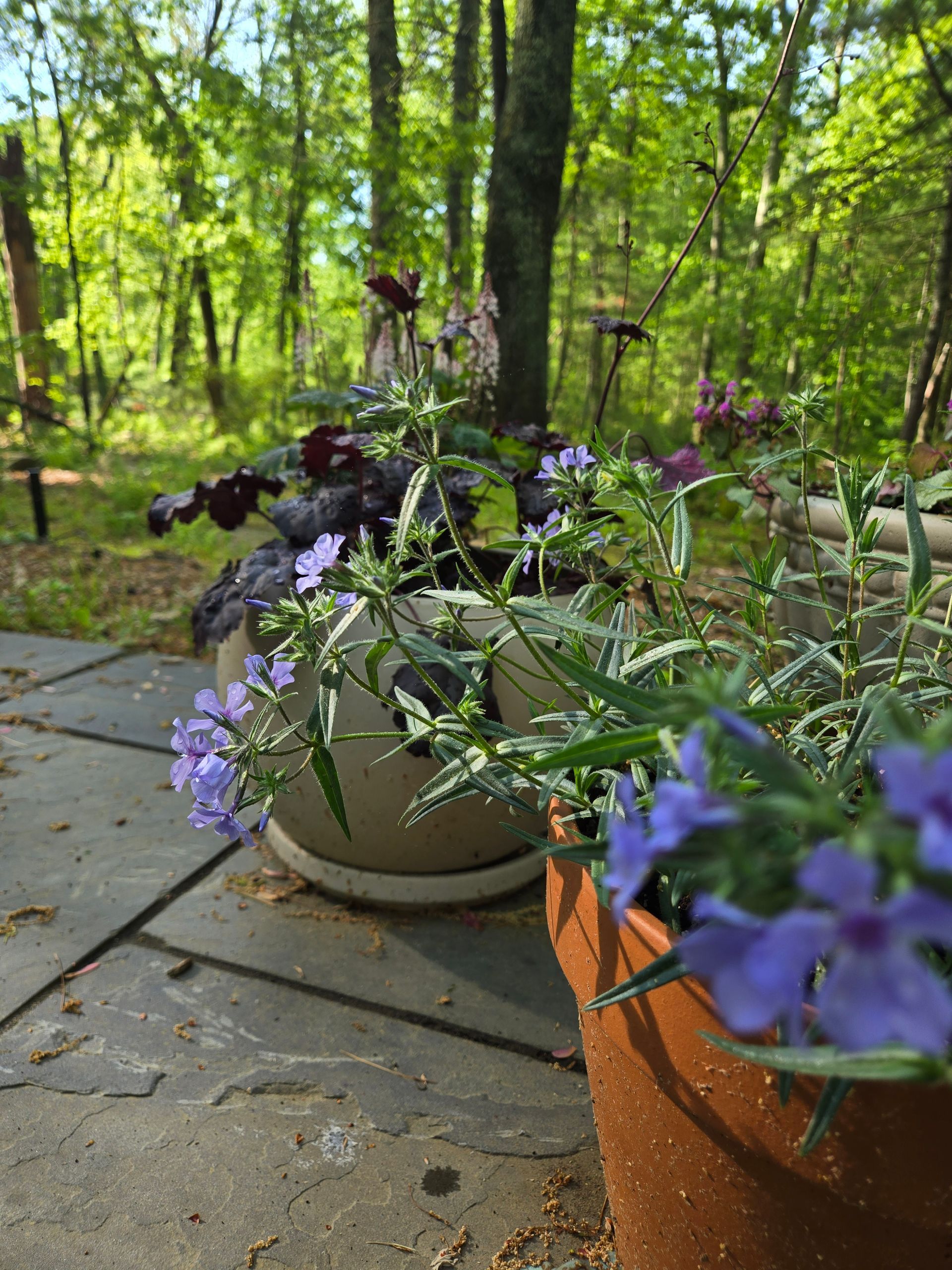 The Woodland Porch Guide