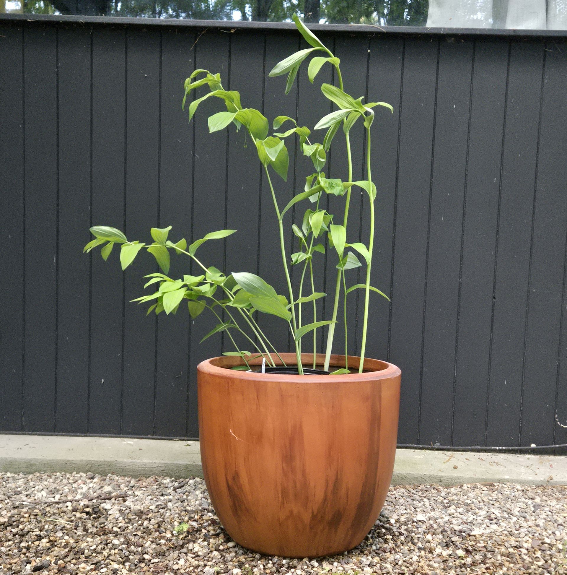 Three decorative potted plants with green and burgundy foliage on a front porch. The Green Porch Co Shade Sanctuary Guide for container gardens in full shade.