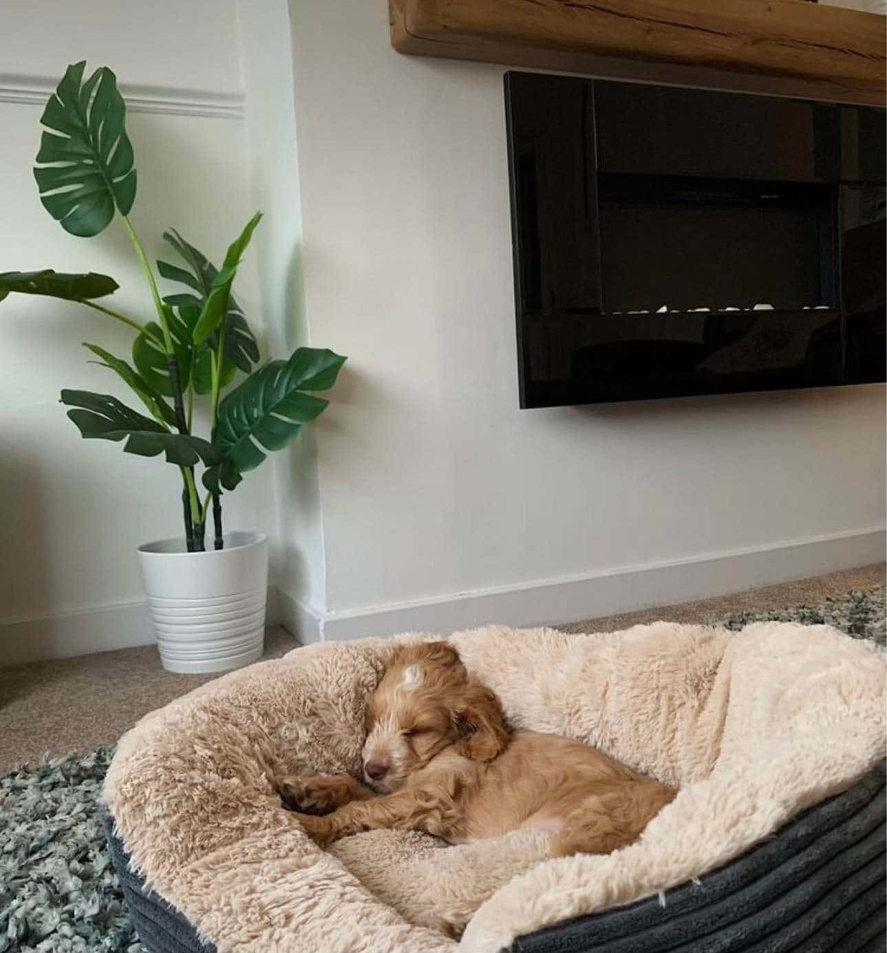 A Dog is Sleeping in a Dog Bed in a Living Room — Easy Choice Removals and General Freight In Port Macquarie, NSW