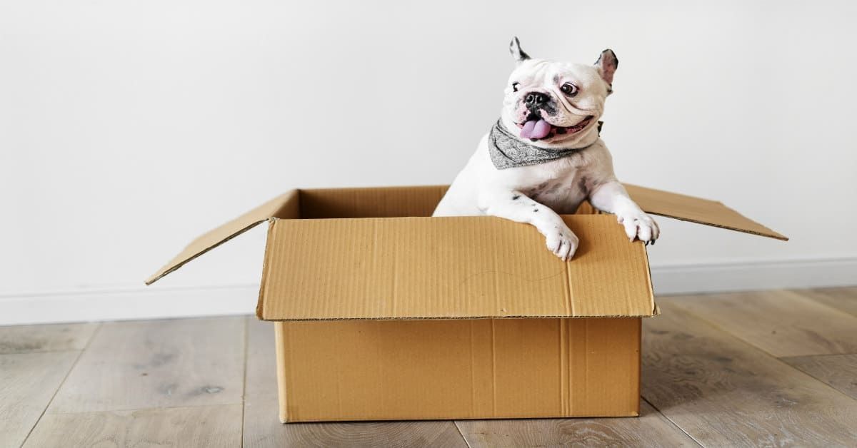 A White Dog is Sitting in a Cardboard Box — Easy Choice Removals and General Freight In Port Macquarie, NSW