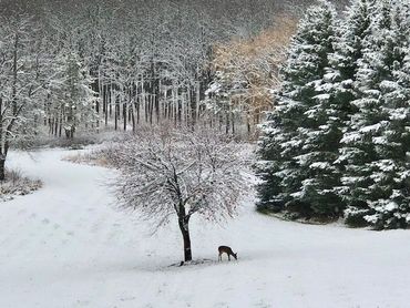 A deer is standing in the snow near a tree.