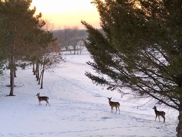 A deer is standing in the snow near a tree.