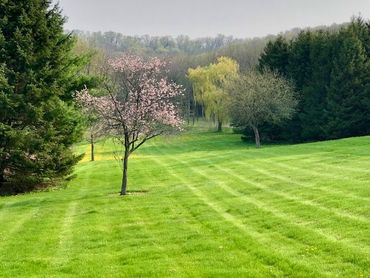 A deer is standing in the snow near a tree.