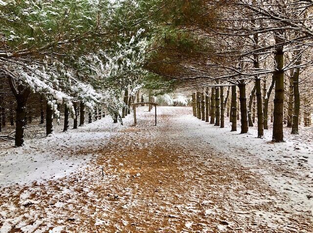 A snowy path in the woods with trees covered in snow