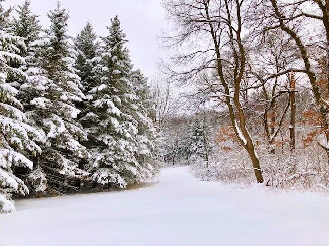 A snowy forest with trees covered in snow and a path in the middle.