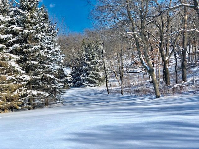 A snowy forest with trees covered in snow on a sunny day