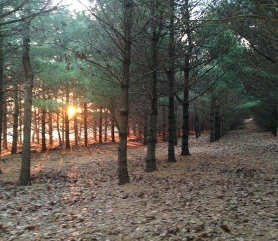 The sun is shining through the trees in the forest