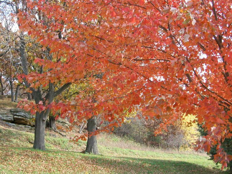 A tree with red leaves is in a park