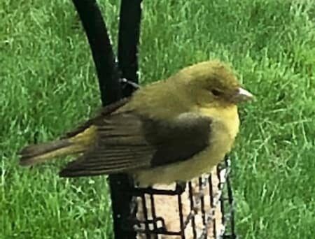 A small yellow bird is perched on top of a bird feeder.