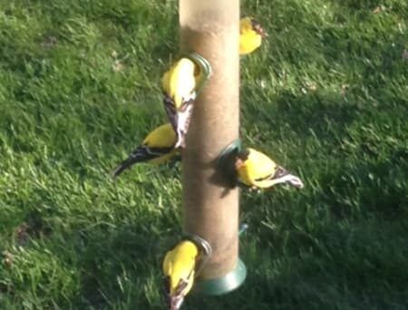 A group of yellow birds are perched on a bird feeder