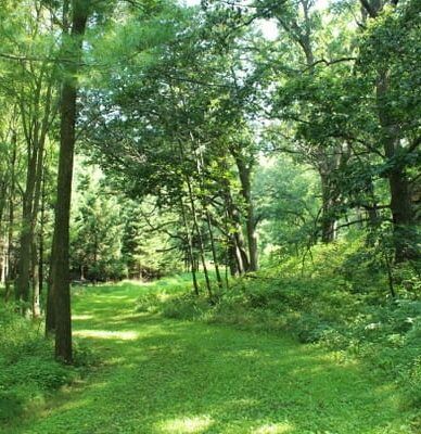 A lush green forest with lots of trees and grass