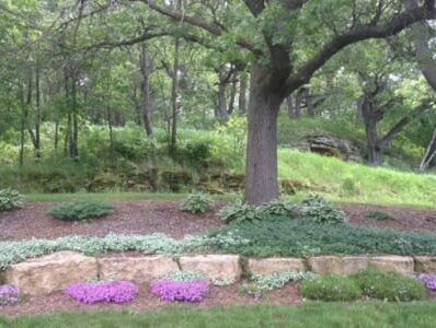 A tree in the middle of a lush green forest surrounded by rocks and flowers.