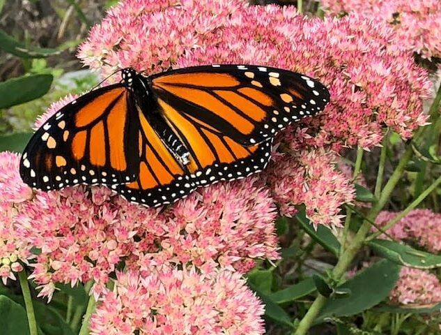 A monarch butterfly is perched on a pink flower.