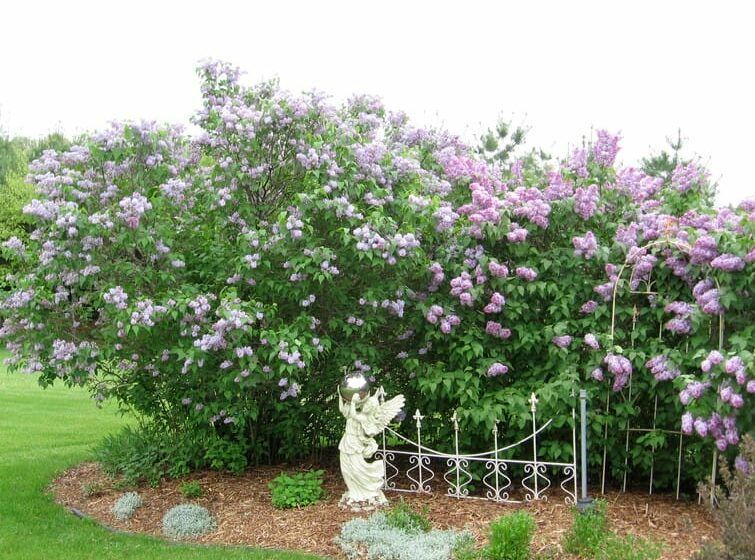 There is a statue of an angel in the middle of a bush with purple flowers.