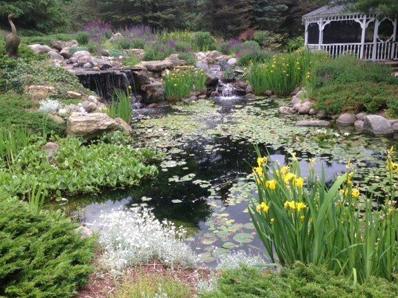 A pond with water lilies and a gazebo in the background