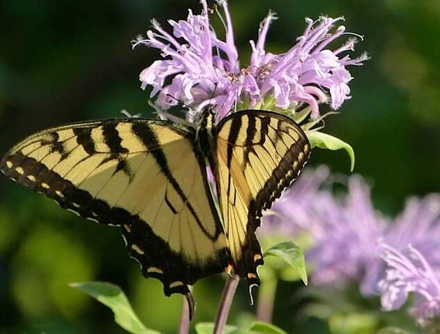 A yellow and black butterfly is sitting on a purple flower